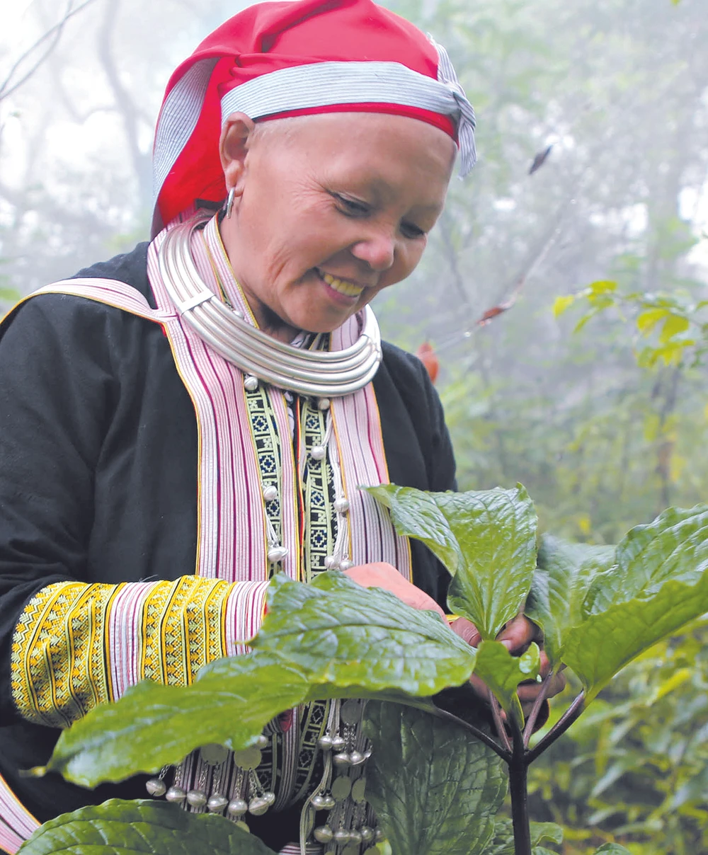 Rực rỡ thất diệp nhất chi hoa ảnh 1