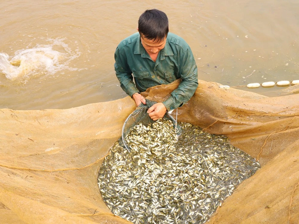 Ứng dụng khoa học, kỹ thuật trong lai tạo giống cá mới.