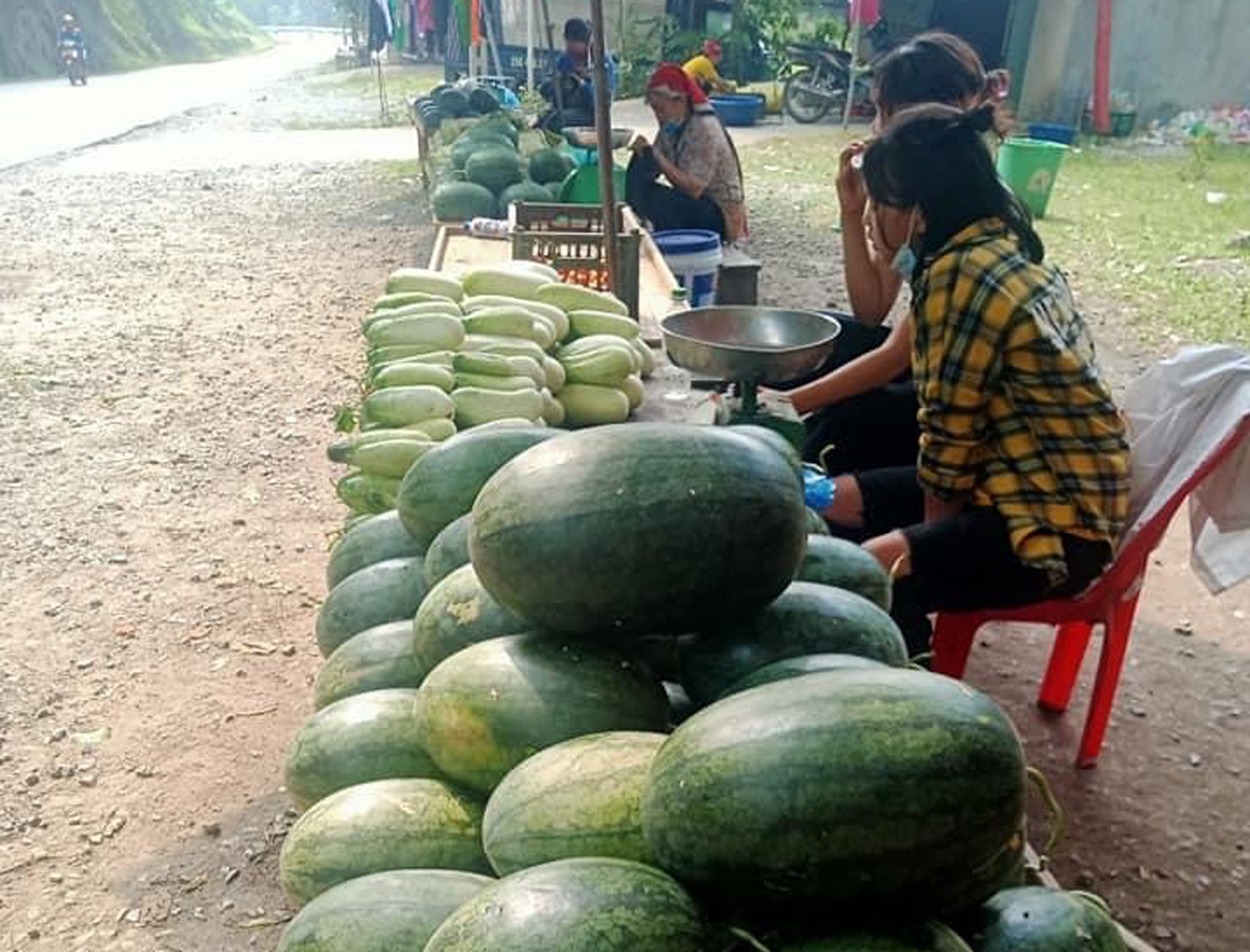 Dưa hấu Tòng Sành đang bắt đầu vào vụ thu hoạch chính vụ.