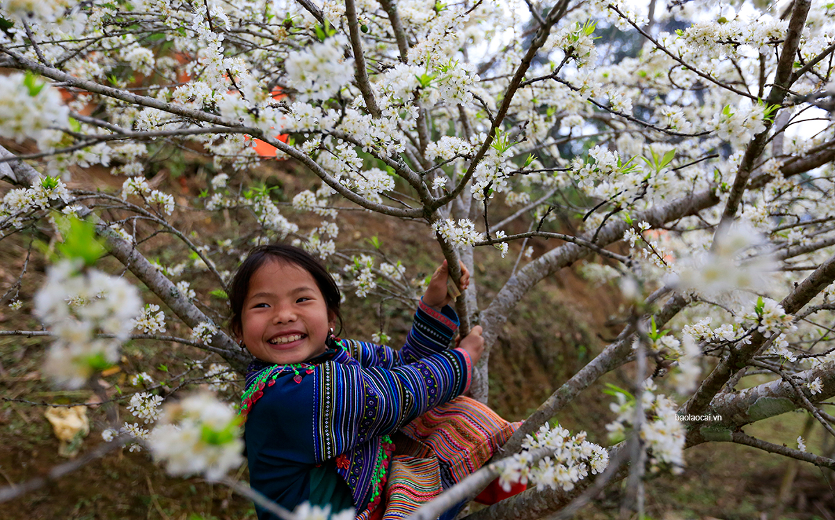 Trắng tinh khôi mùa hoa mận Bắc Hà ảnh 3