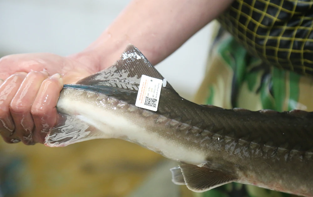 Cá nước lạnh sản xuất tại Sa Pa được gắn tem truy xuất nguồn gốc. Chỉ cần điện thoại thông minh quét tem truy xuất, người tiêu dùng sẽ biết được nguồn gốc, xuất xứ sản phẩm. Cá nước lạnh sản xuất tại Sa Pa được gắn tem truy xuất nguồn gốc. Chỉ cần điện thoại thông minh quét tem truy xuất, người tiêu dùng sẽ biết được nguồn gốc, xuất xứ sản phẩm.