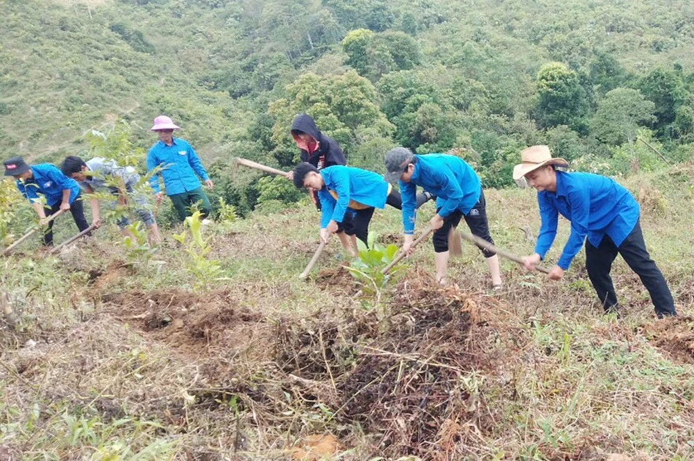 Đoàn viên, thanh niên giúp người dân trồng chè. Ảnh: TL