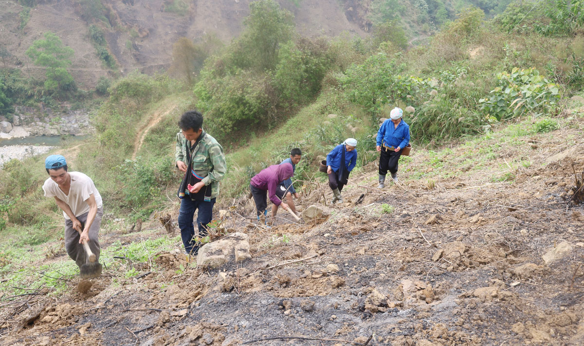 Trên các sườn núi cao, người dân hối hả vào vụ. Nông cụ sau thời gian dài "nghỉ ngơi" được rèn sắc để vào vụ mới. Phát quang nương rẫy, làm đất là khâu quan trọng cần đến sức khỏe của nam giới. Người Dao đỏ xã Dền Sáng (Bát Xát) gieo trồng vụ mới. Nông dân xã Cốc Ly (Bắc Hà) đổi công giúp nhau trồng ngô. Chủ yếu được trồng trên dốc núi đá, nên các công đoạn trồng ngô được làm thủ công. Những nơi đất bằng phẳng, gần mạch nước, ngô sẽ sinh trưởng, phát triển nhanh hơn. Kiểm tra hạt trước khi xuống giống... ... tất cả cho một mùa vụ bội thu. Trên các sườn núi cao, người dân hối hả vào vụ. Nông cụ sau thời gian dài "nghỉ ngơi" được rèn sắc để vào vụ mới. Phát quang nương rẫy, làm đất là khâu quan trọng cần đến sức khỏe của nam giới. Người Dao đỏ xã Dền Sáng (Bát Xát) gieo trồng vụ mới. Nông dân xã Cốc Ly (Bắc Hà) đổi công giúp nhau trồng ngô. Chủ yếu được trồng trên dốc núi đá, nên các công đoạn trồng ngô được làm thủ công. Những nơi đất bằng phẳng, gần mạch nước, ngô sẽ sinh trưởng, phát triển nhanh hơn. Kiểm tra hạt trước khi xuống giống... ... tất cả cho một mùa vụ bội thu.