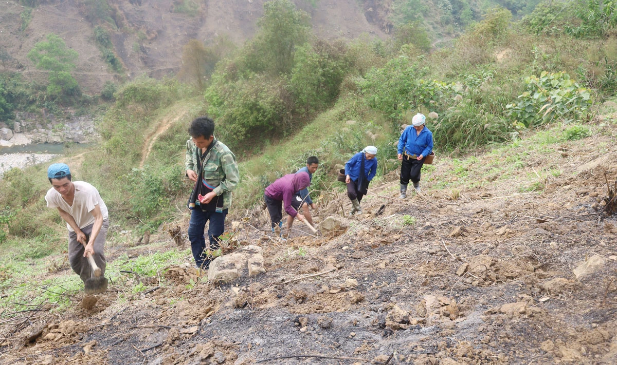 Trên các sườn núi cao, người dân hối hả vào vụ. Nông cụ sau thời gian dài "nghỉ ngơi" được rèn sắc để vào vụ mới. Phát quang nương rẫy, làm đất là khâu quan trọng cần đến sức khỏe của nam giới. Người Dao đỏ xã Dền Sáng (Bát Xát) gieo trồng vụ mới. Nông dân xã Cốc Ly (Bắc Hà) đổi công giúp nhau trồng ngô. Chủ yếu được trồng trên dốc núi đá, nên các công đoạn trồng ngô được làm thủ công. Những nơi đất bằng phẳng, gần mạch nước, ngô sẽ sinh trưởng, phát triển nhanh hơn. Kiểm tra hạt trước khi xuống giống... ... tất cả cho một mùa vụ bội thu.