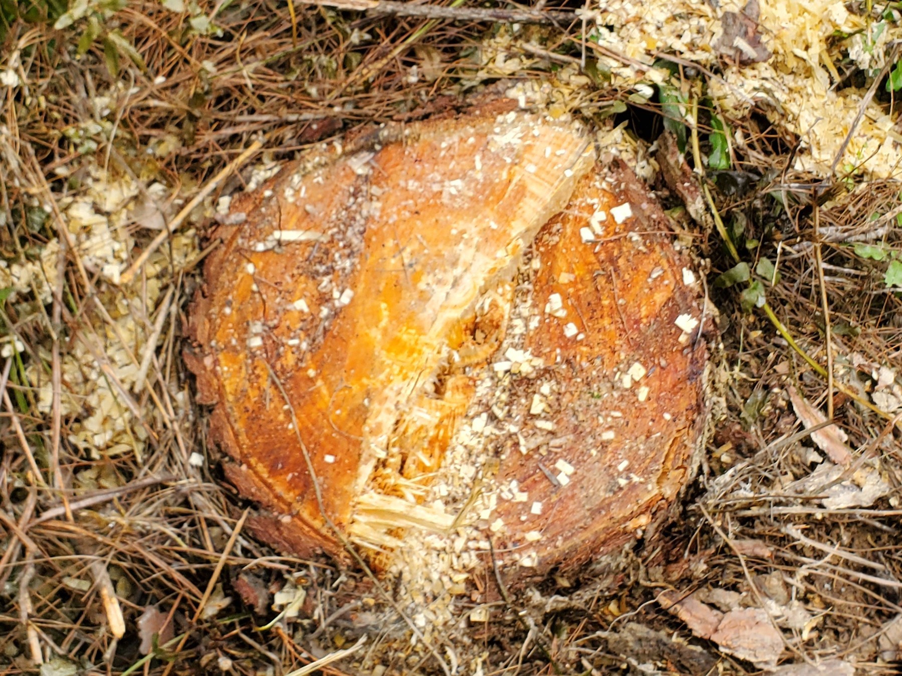 Bất thường việc tận thu gỗ rừng cảnh quan ở xã Hợp Thành ảnh 3 Bất thường việc tận thu gỗ rừng cảnh quan ở xã Hợp Thành ảnh 3