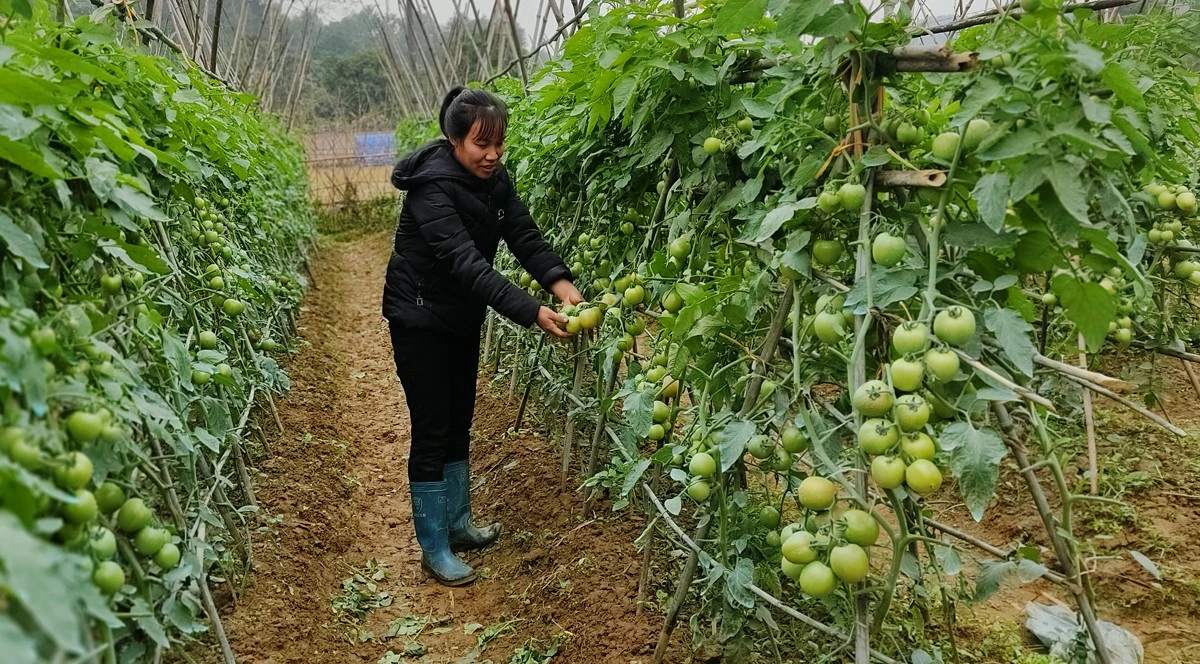 Nông dân chăm sóc rau, màu.
