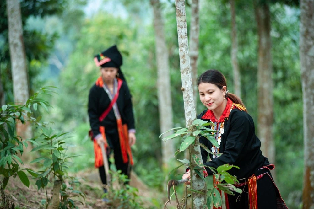 Nâng cao vị thế phụ nữ từ các dự án nông - lâm nghiệp ảnh 1