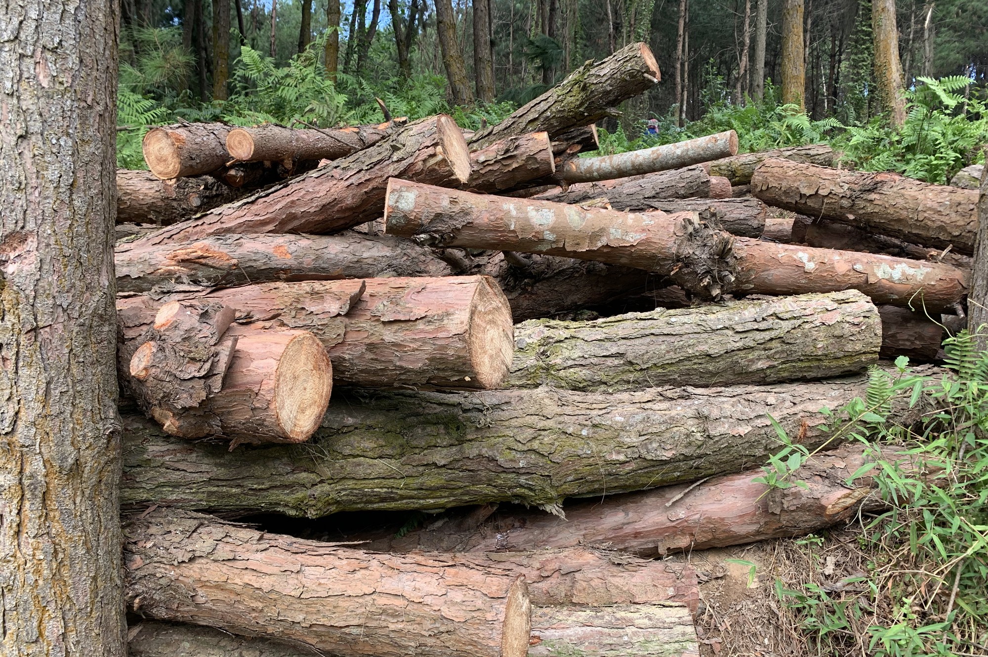 Bất thường việc tận thu gỗ rừng cảnh quan ở xã Hợp Thành ảnh 4 Bất thường việc tận thu gỗ rừng cảnh quan ở xã Hợp Thành ảnh 4