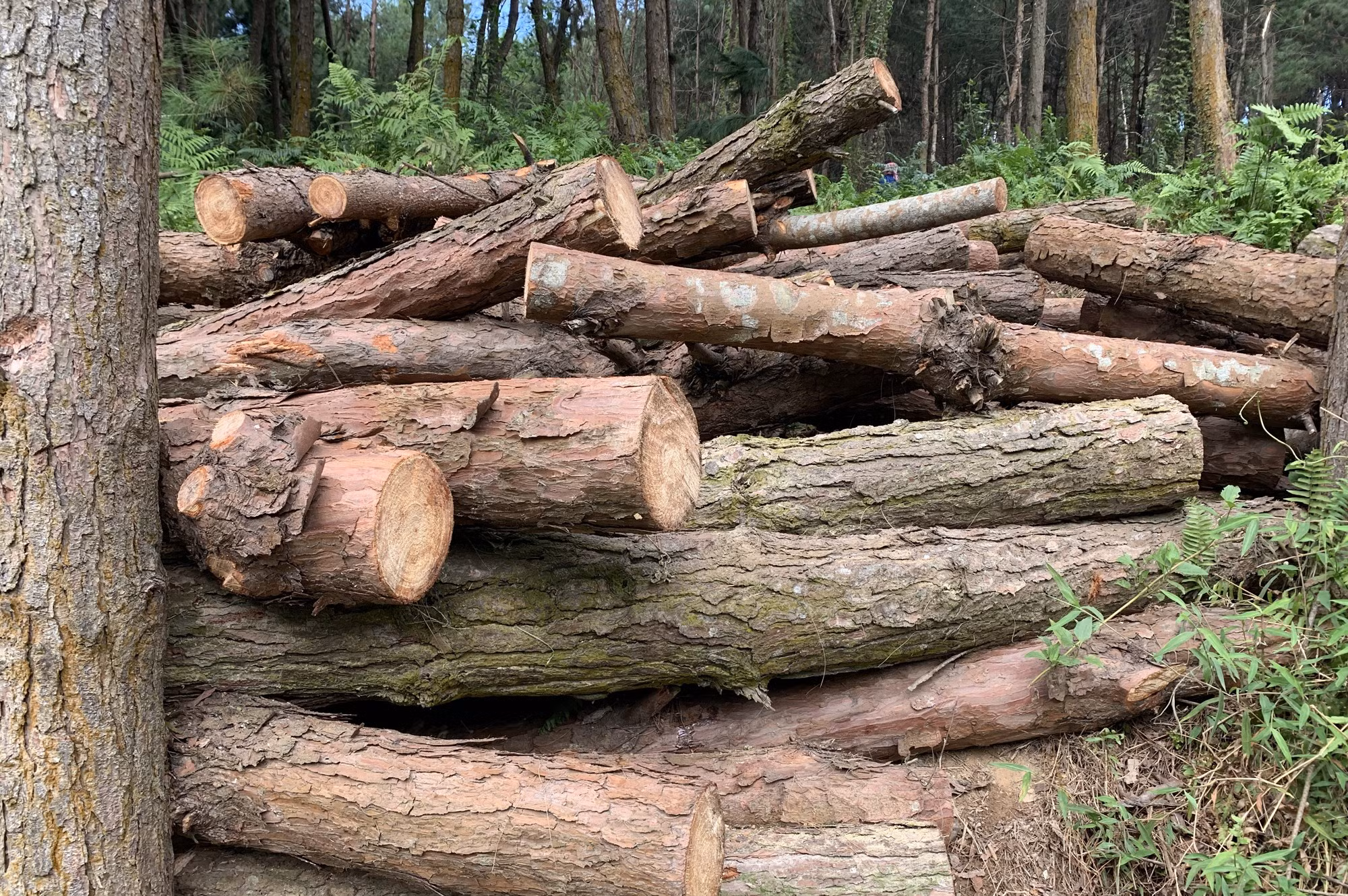 Bất thường việc tận thu gỗ rừng cảnh quan ở xã Hợp Thành ảnh 4