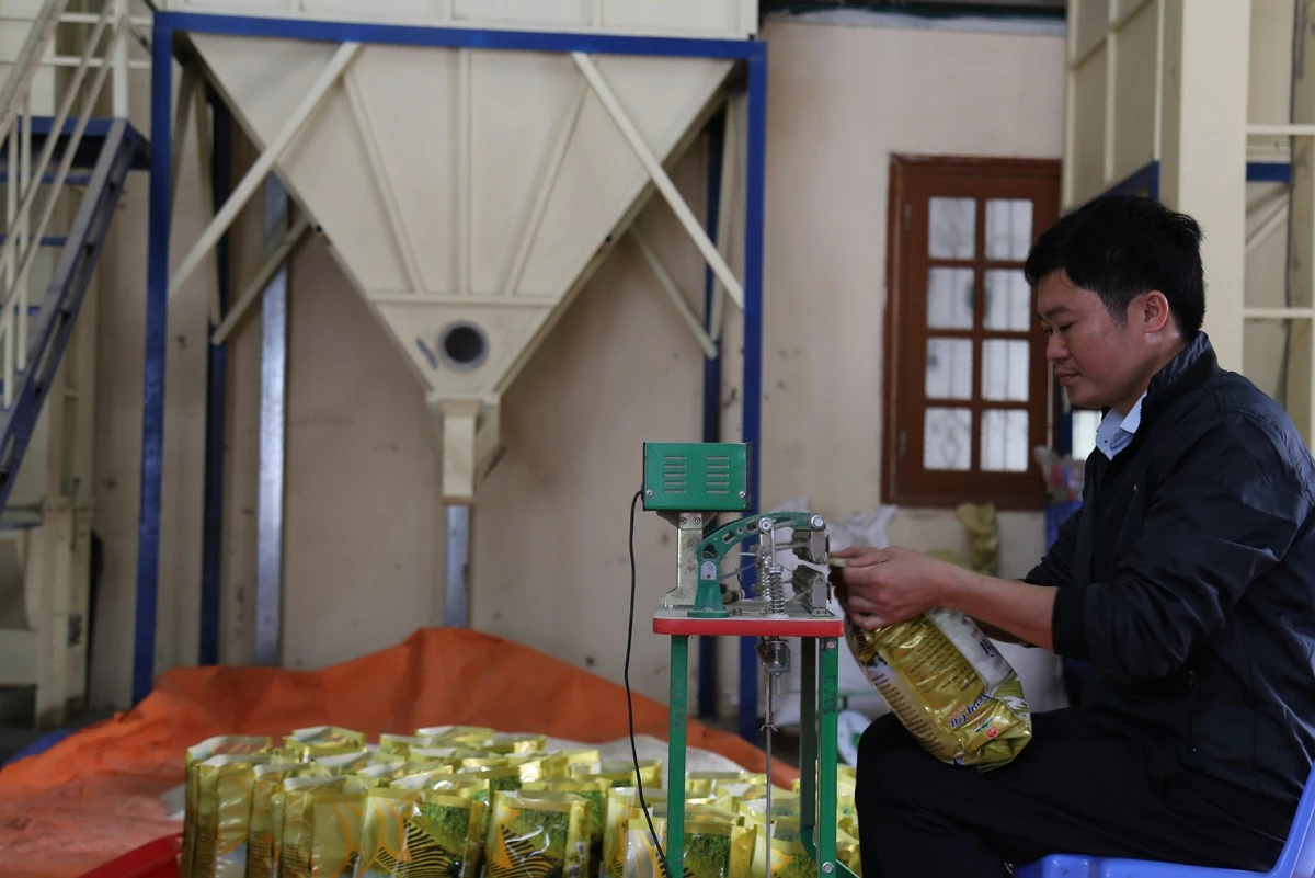 Đóng gói sản phẩm gạo Séng cù Bát Xát.