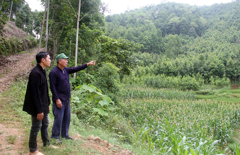 Ông Bàn Văn Quang và con trai Bàn Thế Vinh bên rừng quế của gia đình.