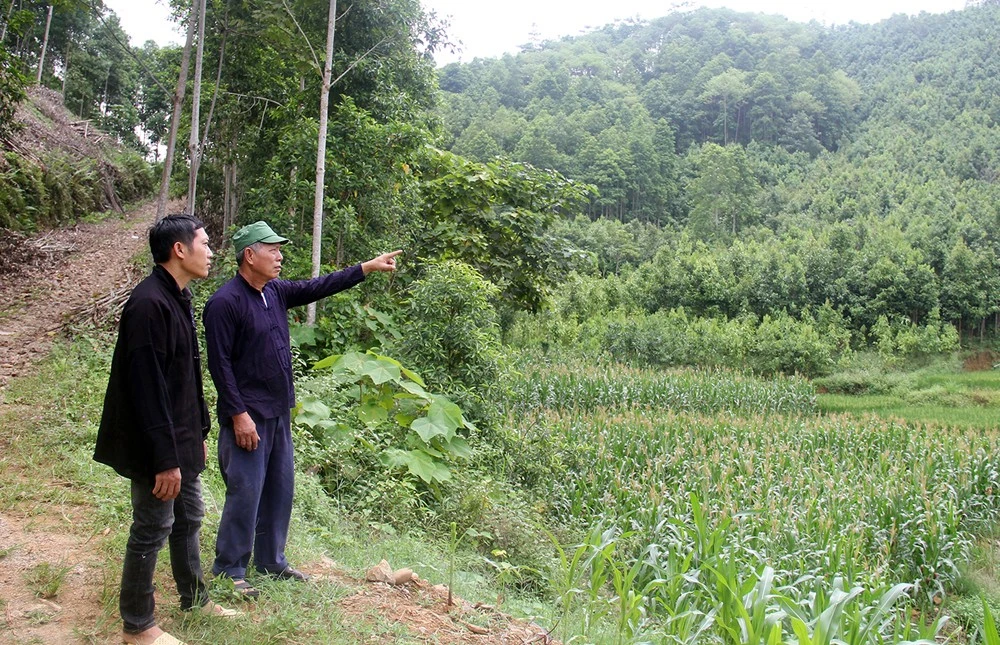 Ông Bàn Văn Quang và con trai Bàn Thế Vinh bên rừng quế của gia đình.
