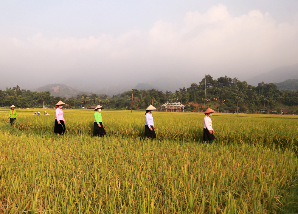 Cánh đồng Bản Kem bên dòng Nậm Luông là cánh đồng lớn nhất Nghĩa Đô. Nếp nhà sàn truyền thống tựa lưng vào núi hướng ra cánh đồng trở thành hình ảnh đặc trưng của Nghĩa Đô. Từ Bản Kem đến Bản Hốc, Thâm Luông, Nà Khương… đâu đâu cũng một màu vàng óng ánh. Ruộng lúa chín vàng xen lẫn những thửa ruộng gặt xong như bức tranh thêu. Sáng sớm nông dân đã ra đồng thu hoạch. Nhờ những tuyến đường nội đồng được đổ bê tông, máy tuốt lúa có thể ra tận ruộng. Bản làng no ấm.