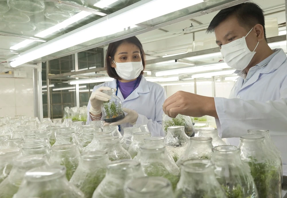 Sản xuất giống cây dược liệu bằng phương pháp nuôi cấy mô.