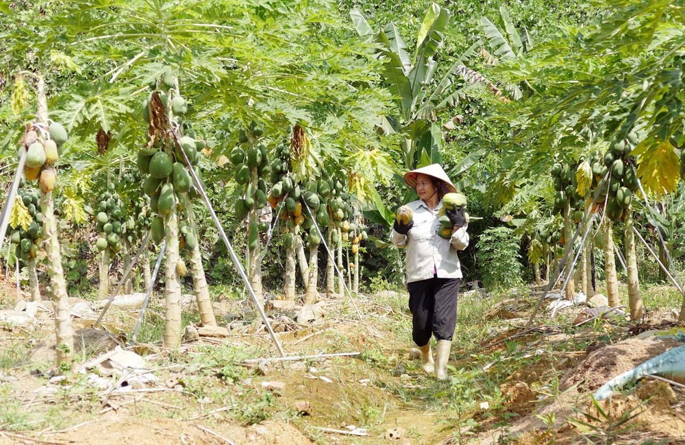 Mỗi năm, mô hình trồng trọt, chăn nuôi mang về cho gia đình bà Thu (phường Nam Cường) hơn 500 triệu đồng.