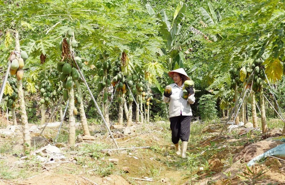 Mỗi năm, mô hình trồng trọt, chăn nuôi mang về cho gia đình bà Thu (phường Nam Cường) hơn 500 triệu đồng.