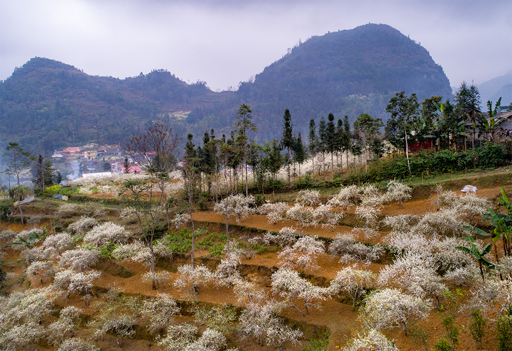Trắng tinh khôi mùa hoa mận Bắc Hà ảnh 7