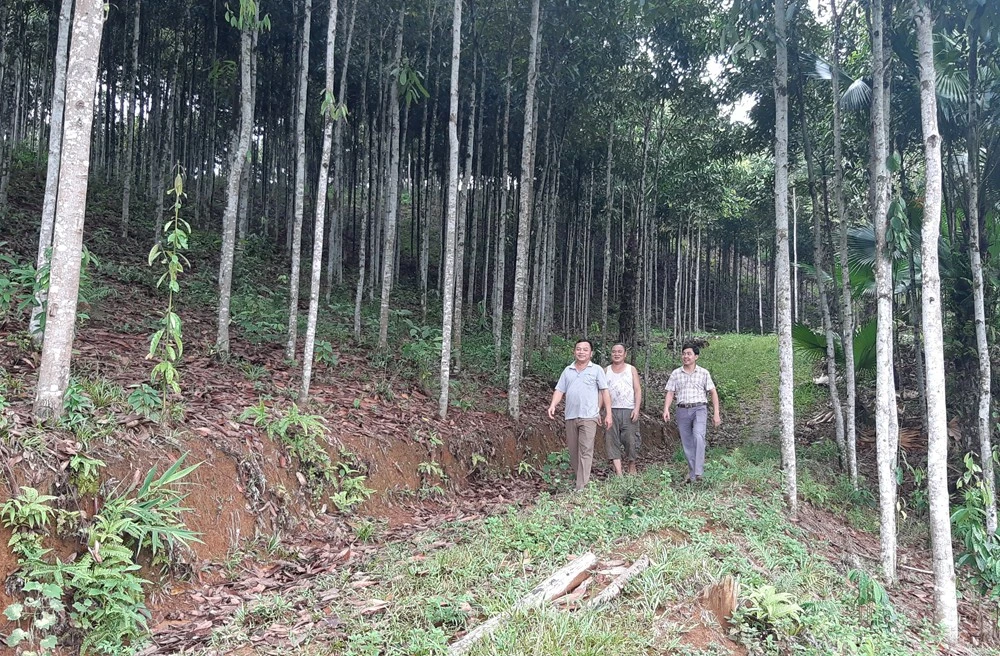  Bài 1: Nông dân đổi đời từ cây quế ảnh 2