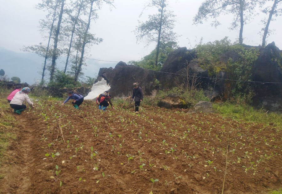Thị xã Sa Pa: Hỗ trợ nông dân trồng 13,18 ha rau trên đất ruộng một vụ ảnh 1