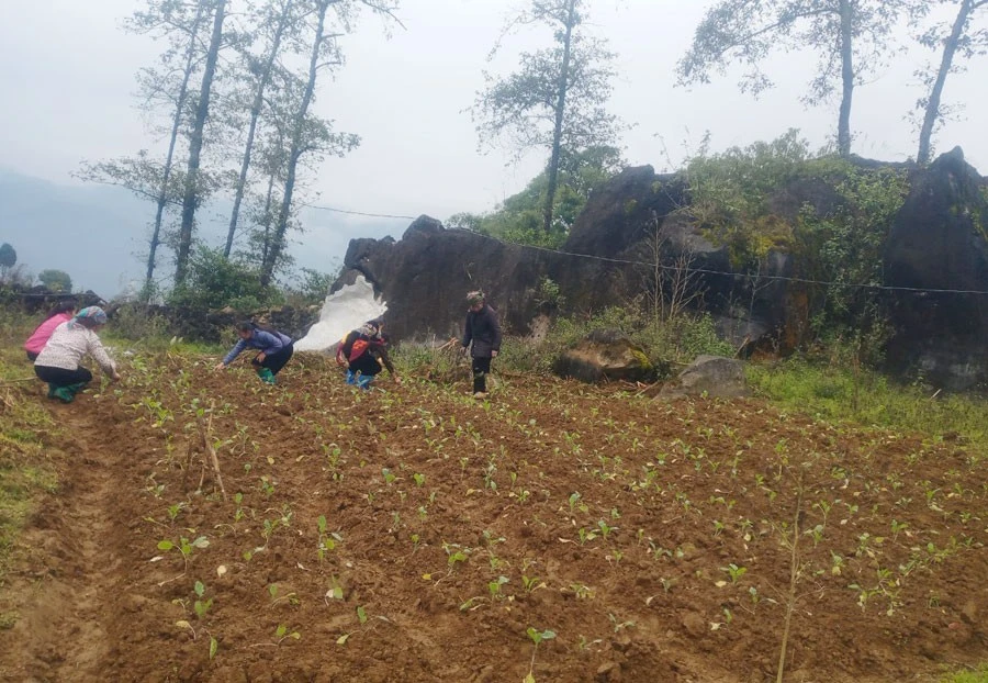Thị xã Sa Pa: Hỗ trợ nông dân trồng 13,18 ha rau trên đất ruộng một vụ ảnh 1