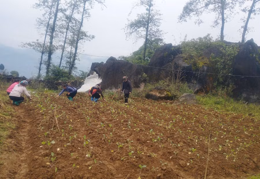 Thị xã Sa Pa: Hỗ trợ nông dân trồng 13,18 ha rau trên đất ruộng một vụ ảnh 1