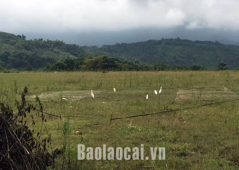 Bát Xát tăng cường kiểm tra, xử lý hành vi săn bắt, kinh doanh các loài chim di cư ảnh 1