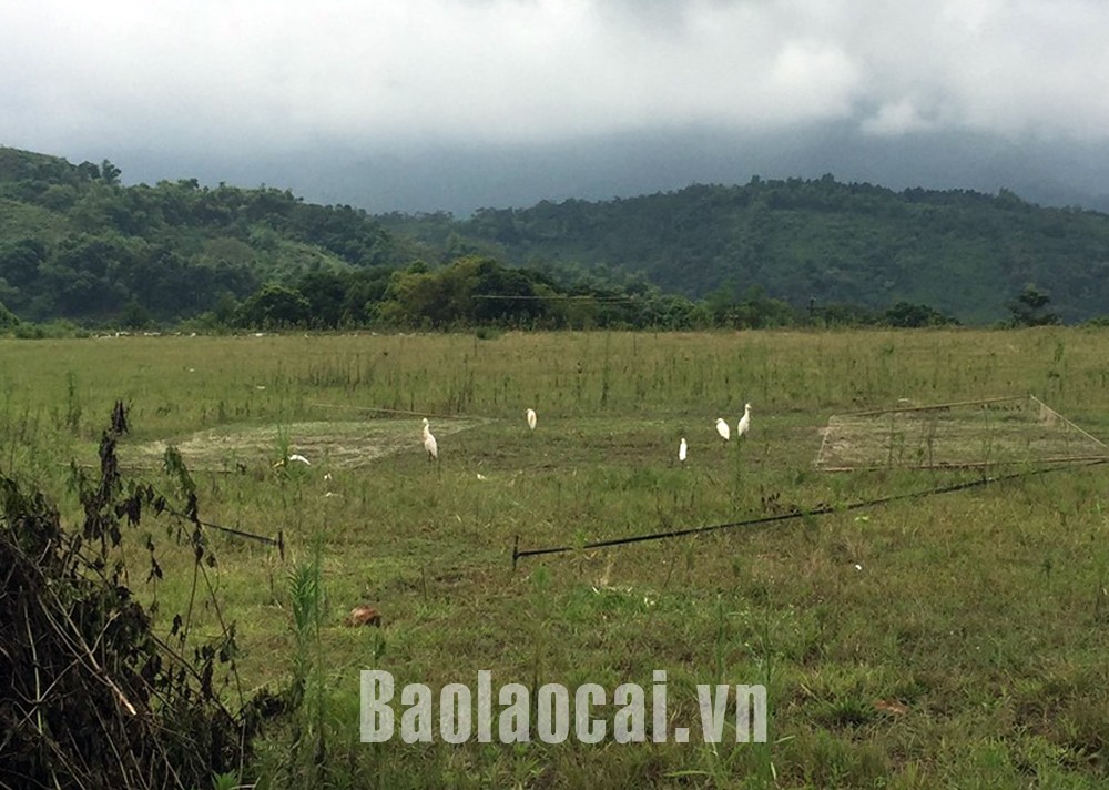 Bát Xát tăng cường kiểm tra, xử lý hành vi săn bắt, kinh doanh các loài chim di cư ảnh 1