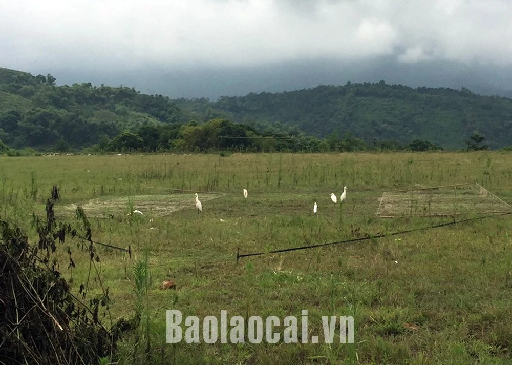 Bát Xát tăng cường kiểm tra, xử lý hành vi săn bắt, kinh doanh các loài chim di cư ảnh 1