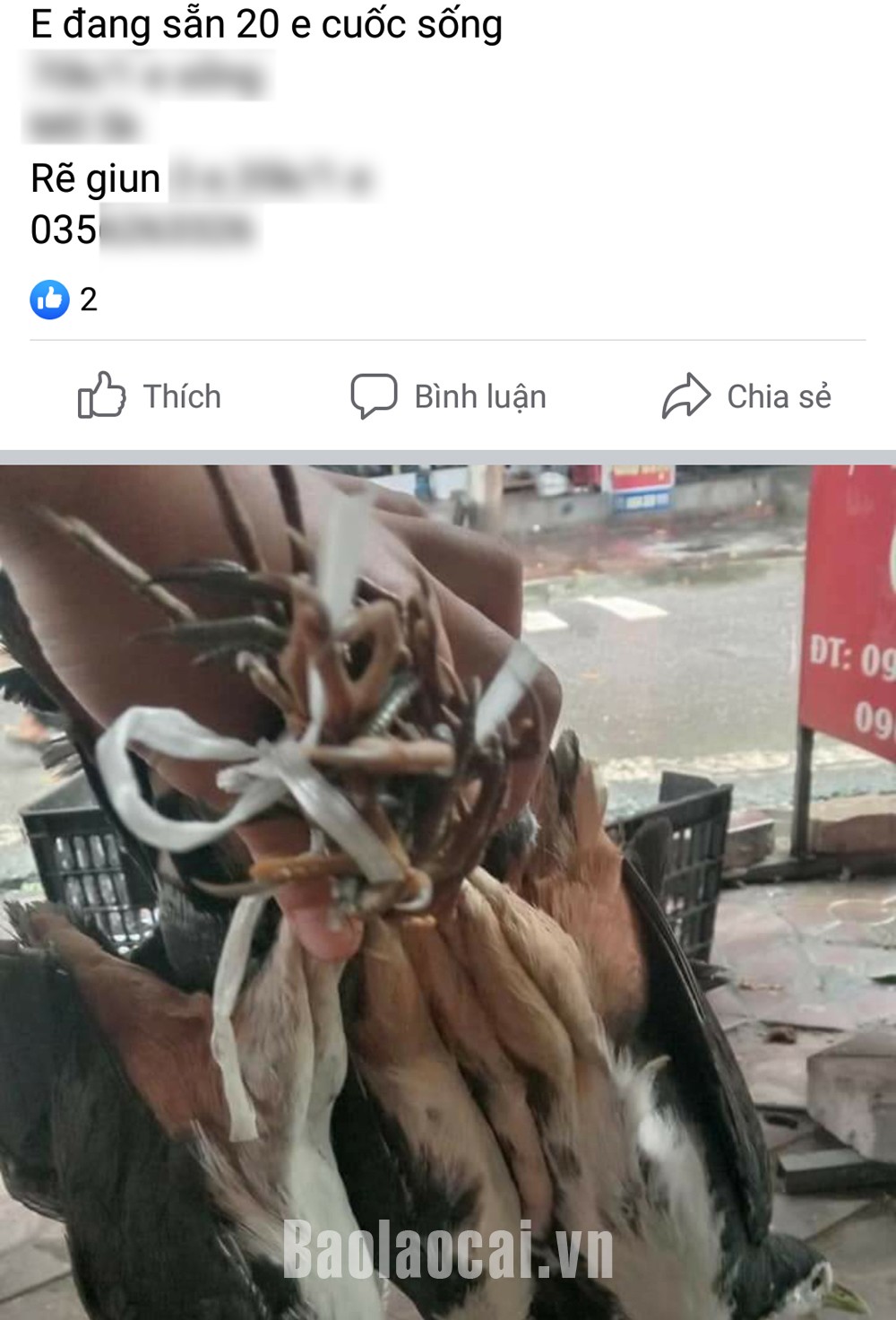 Chim, cò được rao bán công khai trên mạng xã hội.