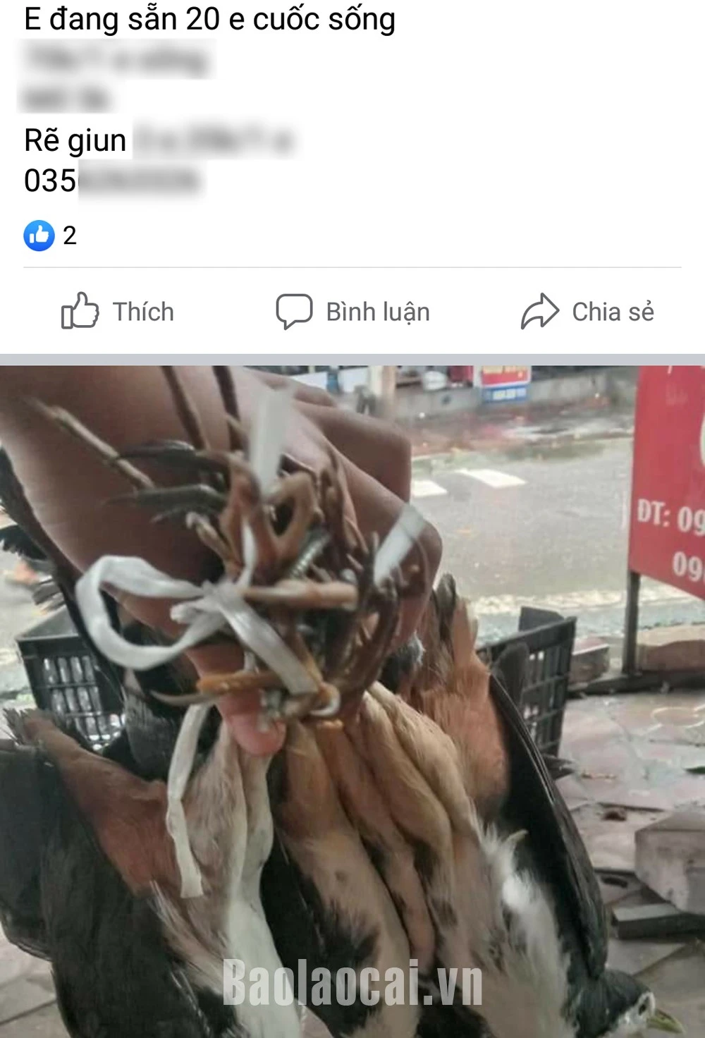 Chim, cò được rao bán công khai trên mạng xã hội.