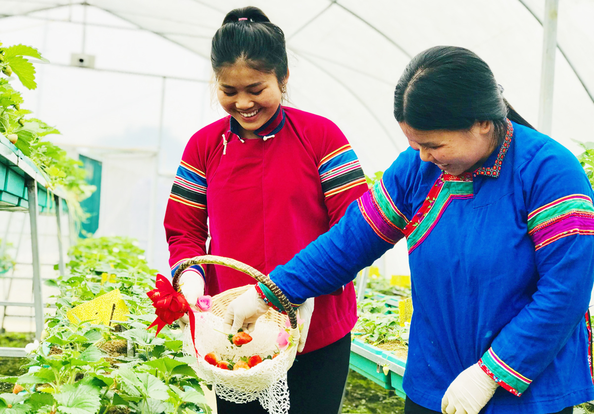 Vườn dâu tây của Hợp tác xã Tả Van Chư đang cho lứa quả đầu tiên. Dâu tây được trồng theo quy trình an toàn. Những chùm dâu tây “sạch” chín đỏ được hái ngay tại vườn… … cho du khách những cảm xúc tuyệt vời. Cùng với dâu tây, du khách có thể tham quan mô hình trồng các loại rau ôn đới theo tiêu chuẩn VietGap, như: Cải Kale, rau Diếp, đậu Hà lan… Những sản phẩm an toàn được đóng gói, có tem nhãn truy xuất nguồn gốc trước khi gửi đến thực khách.