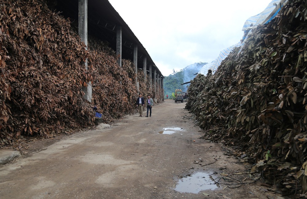 Cành, lá quế được thu mua tại nhà máy chế biến tinh dầu.