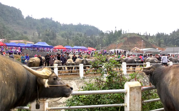 Điểm đặc biệt là chợ Lùng Phình cũng có chợ gia súc để kết nối với chợ Cán Cấu, chợ Si Ma Cai. Điểm đặc biệt là chợ Lùng Phình cũng có chợ gia súc để kết nối với chợ Cán Cấu, chợ Si Ma Cai.