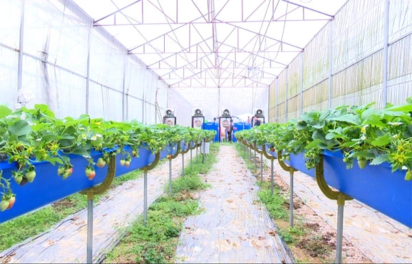 Mô hình trồng dâu tây của Tập đoàn Nông nghiệp Dooho (Hàn Quốc) hợp tác đầu tư tại xã Lùng Phình. Tất cả thiết bị đều được thực hiện tự động theo mô hình trang trại thông minh.