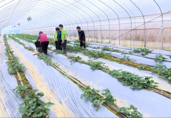 Lợi ích kép từ trồng dâu tây công nghệ cao ở Bắc Hà ảnh 3