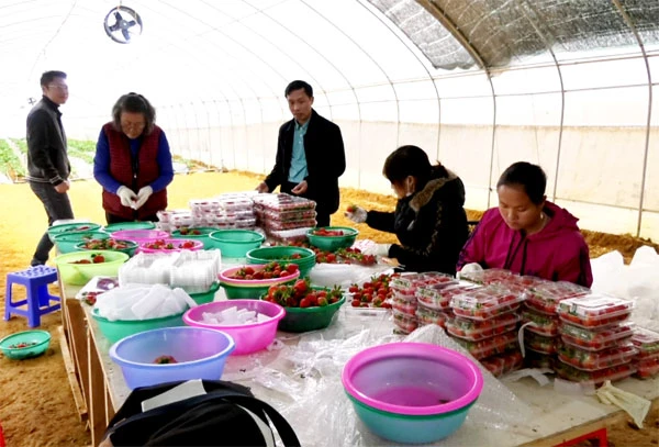 Lợi ích kép từ trồng dâu tây công nghệ cao ở Bắc Hà ảnh 4