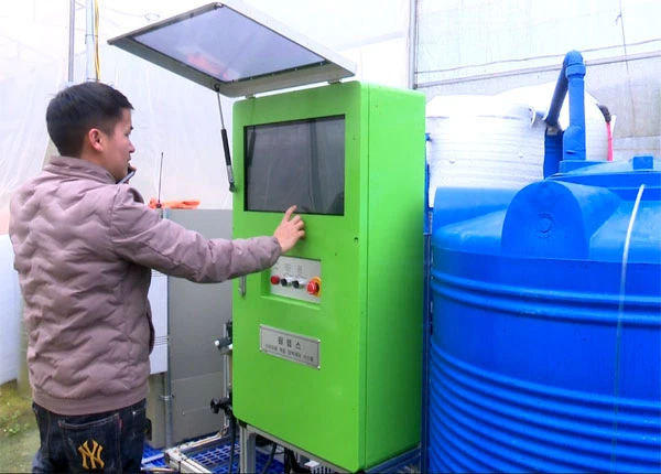 Lợi ích kép từ trồng dâu tây công nghệ cao ở Bắc Hà ảnh 7