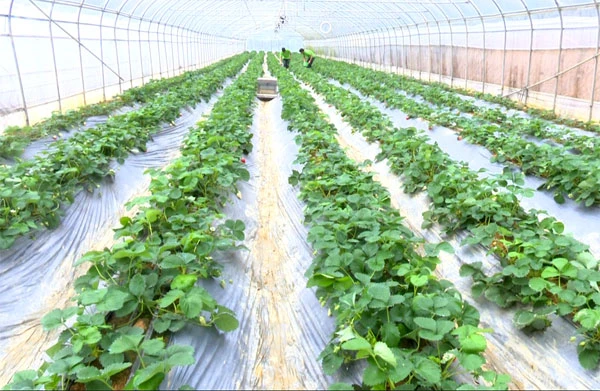 Lợi ích kép từ trồng dâu tây công nghệ cao ở Bắc Hà ảnh 1