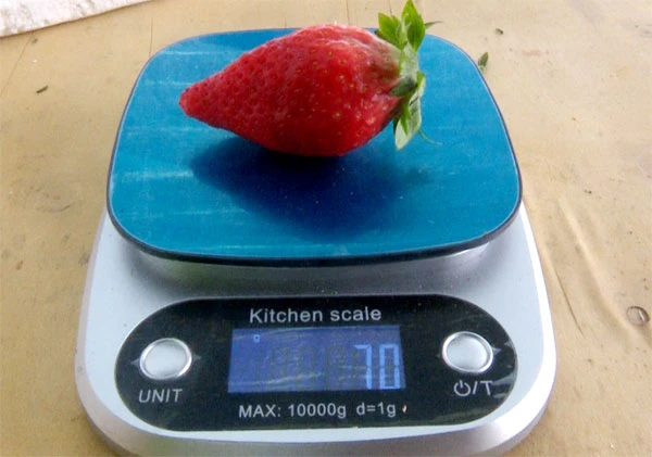 Trọng lượng quả đạt từ 50 – 70 gam/quả, màu sắc bắt mắt, quả ngọt, mọng và mềm.