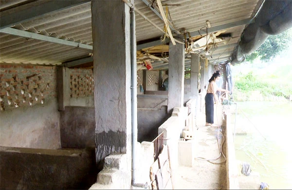 Chuồng chăn nuôi bỏ không vì không vay được vốn đầu tư.