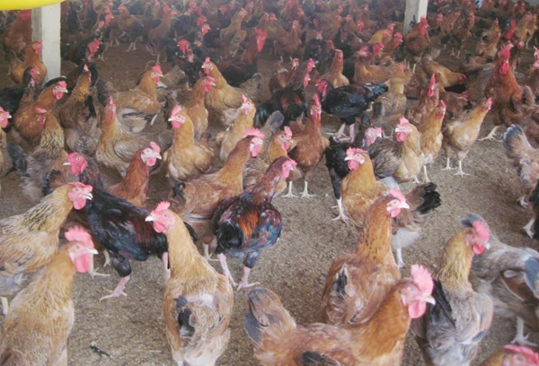 Hơn 1.000 tấn thịt gia cầm phục vụ dịp cuối năm. Hơn 1.000 tấn thịt gia cầm phục vụ dịp cuối năm.