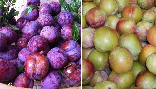 Mận Việt Nam (trái), mận Trung Quốc (phải). Mận Việt Nam (trái), mận Trung Quốc (phải).