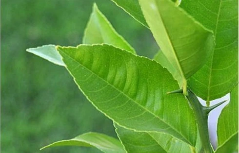 Lá chanh có vị cay ngọt, tính ôn có tác dụng hoà đàm, chỉ khái, sát khuẩn và tiêu đờm. Lá chanh có vị cay ngọt, tính ôn có tác dụng hoà đàm, chỉ khái, sát khuẩn và tiêu đờm.