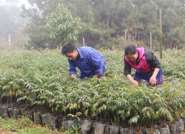Kiểm tra cây giống tại vườn ươm mô hình “Lâm nghiệp sinh thái Nàn Sán”.