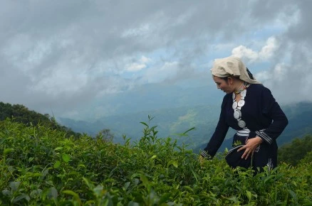 Hái chè trên triền núi cao Phja Đén - Phja Oắc.