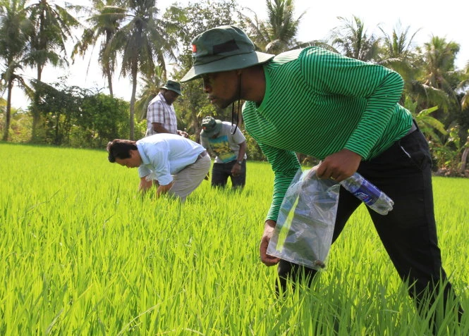 Cán bộ Mozambique thực tập trên đồng lúa VN - Ảnh: V.Trường Cán bộ Mozambique thực tập trên đồng lúa VN - Ảnh: V.Trường
