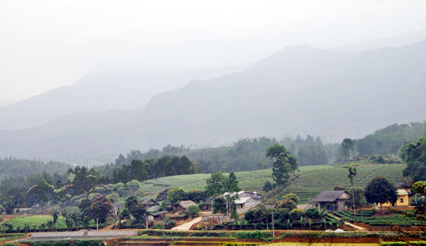 Mô hình sản xuất chè hàng hóa ở xã Phú Nhuận, huyện Bảo Thắng của người dân khai hoang từ Hải Phòng lên. Mô hình sản xuất chè hàng hóa ở xã Phú Nhuận, huyện Bảo Thắng của người dân khai hoang từ Hải Phòng lên.