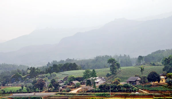 Mô hình sản xuất chè hàng hóa ở xã Phú Nhuận, huyện Bảo Thắng của người dân khai hoang từ Hải Phòng lên.