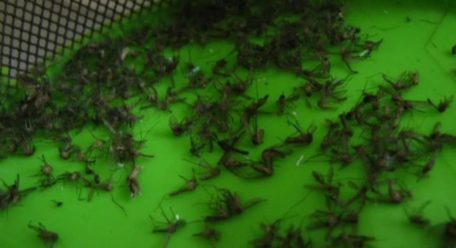 Bạn có thể tham khảo những cách bẫy muỗi cực đơn giản dưới đây.