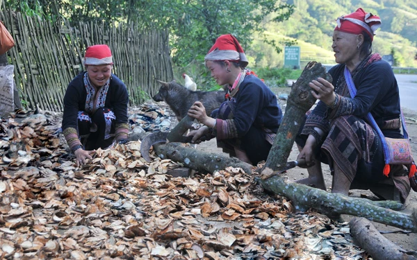 Người Dao đỏ Lào Cai có rất nhiều phương thuốc bí truyền có nguồn gốc từ cây rừng.